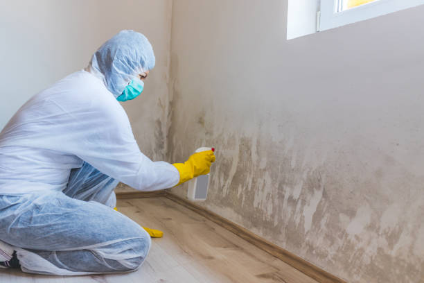 Licensed Mold Removal service in Fountainville, PA - WQB Mold Removal