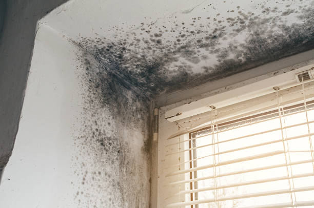 Affordable Mold Removal solutions in Fountainville, PA