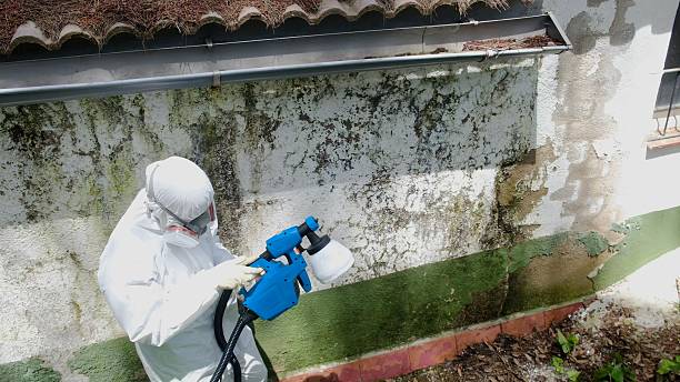 Top rated local Mold Removal specialists in Fountainville, PA